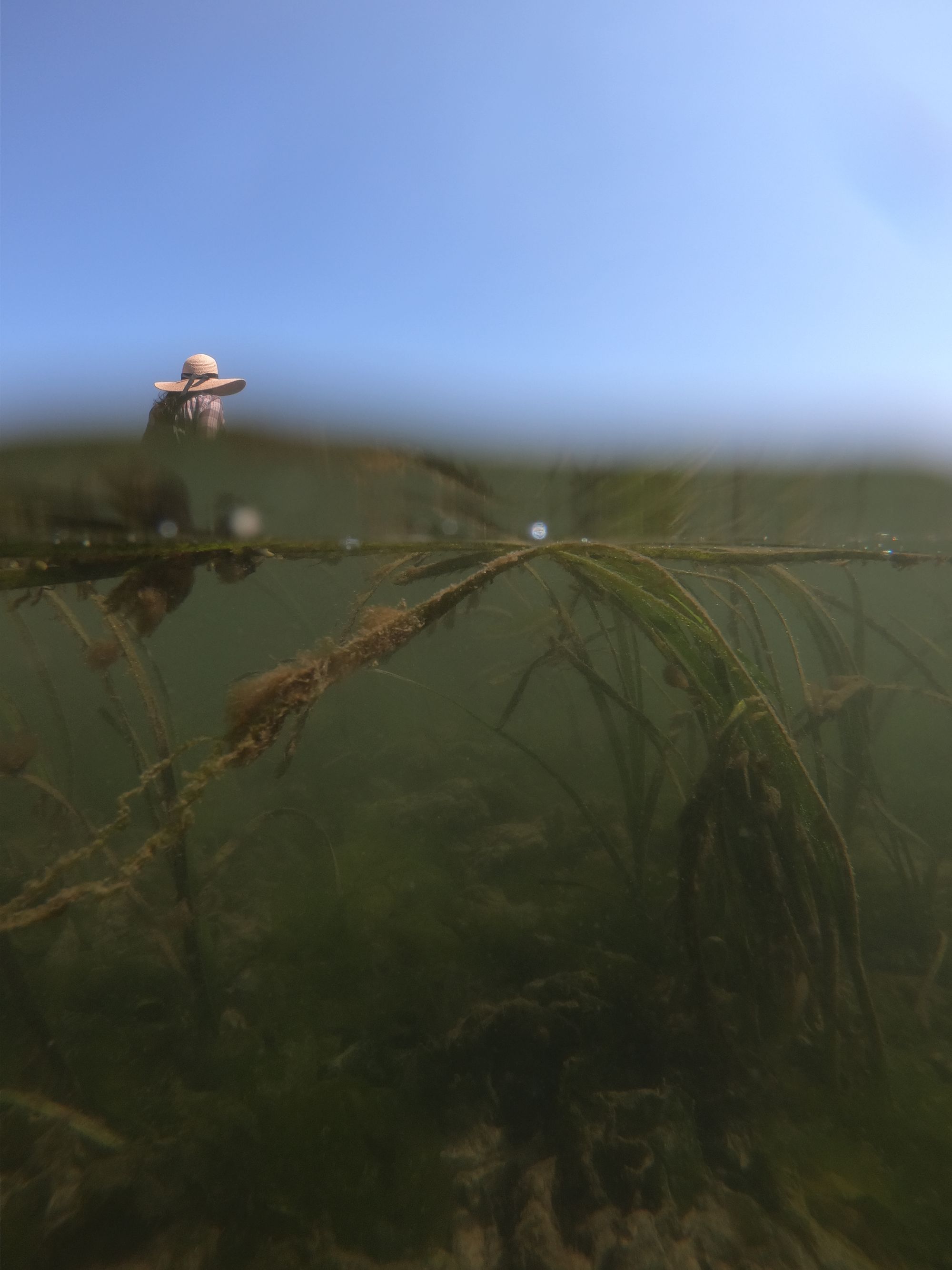 Jillian Dunic in the field at a seagrass site